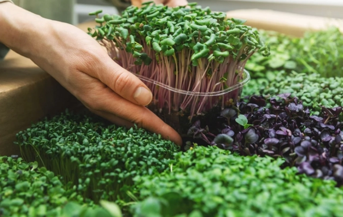 how to grow microgreens