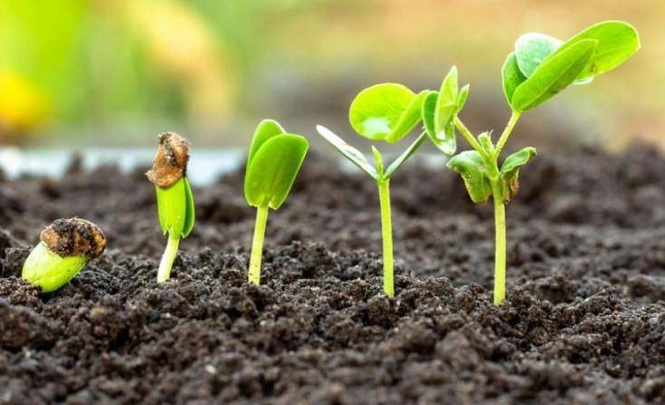 seed germination methods