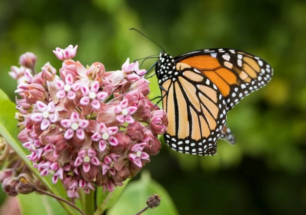 planting milkweed