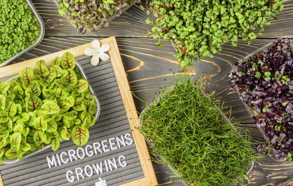 best microgreens to grow