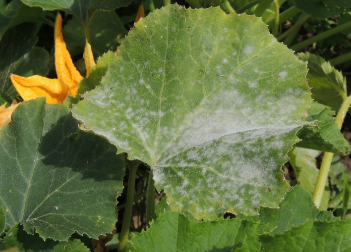 zucchini leaf white spots