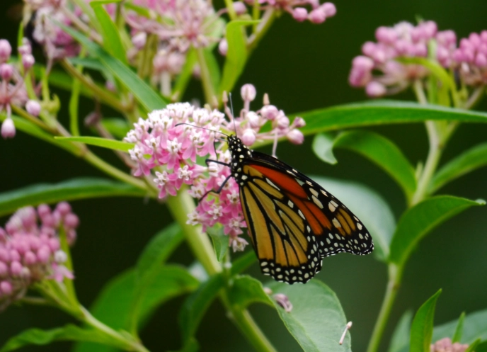 planting milkweed