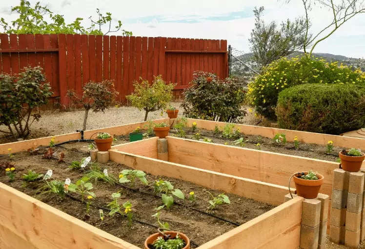 vegetable garden beds vegetable garden beds