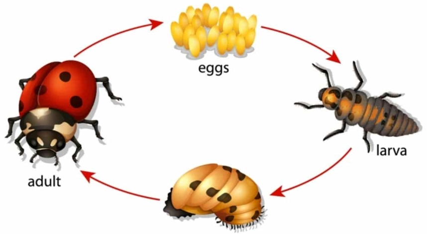 ladybug larvae identification ladybug larvae identification