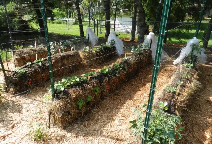 ornamental grasses ornamental grasses