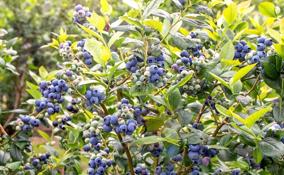 growing blueberries
