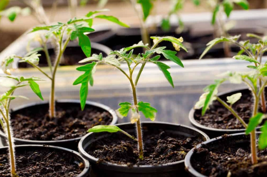 growing tomatoes from seed growing tomatoes from seed