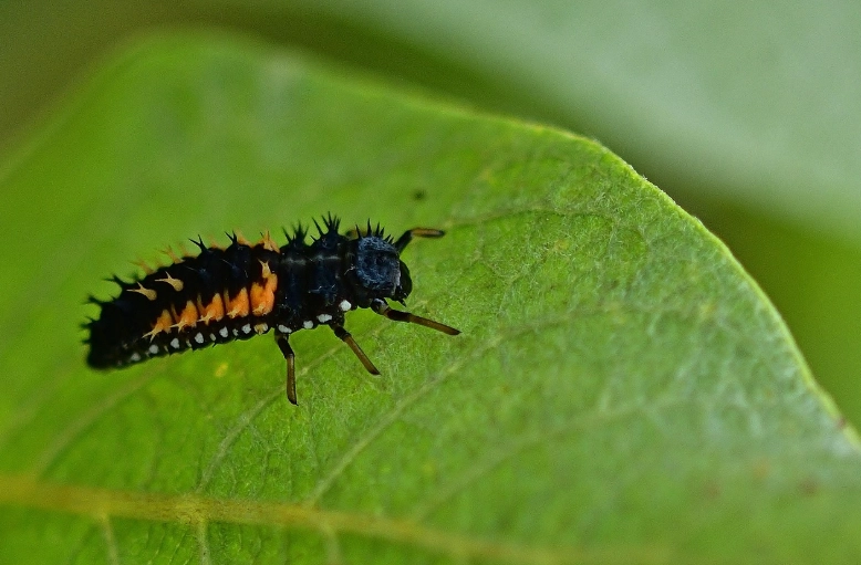 how to attract ladybugs how to attract ladybugs