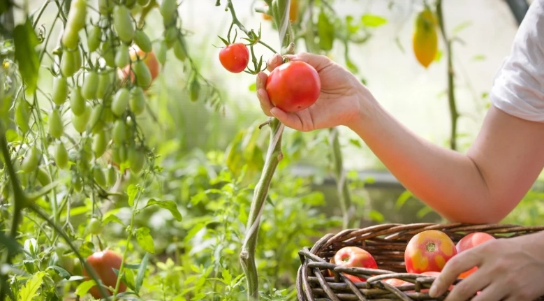 tomato harvest time
