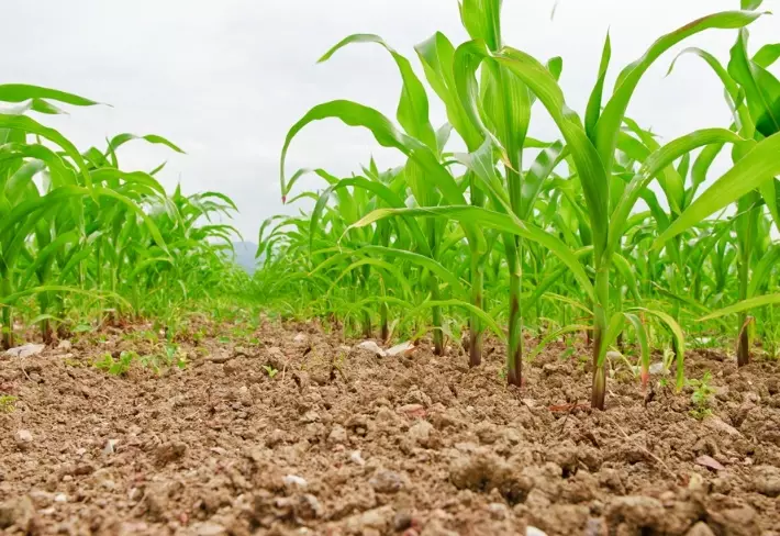 crop rotation benefits