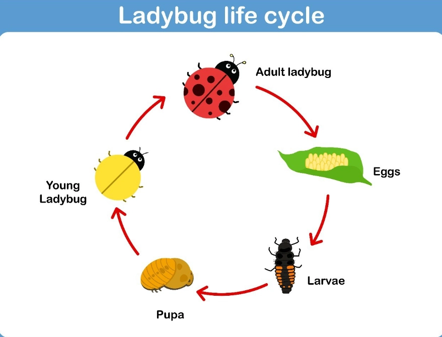 ladybug life cycle ladybug life cycle