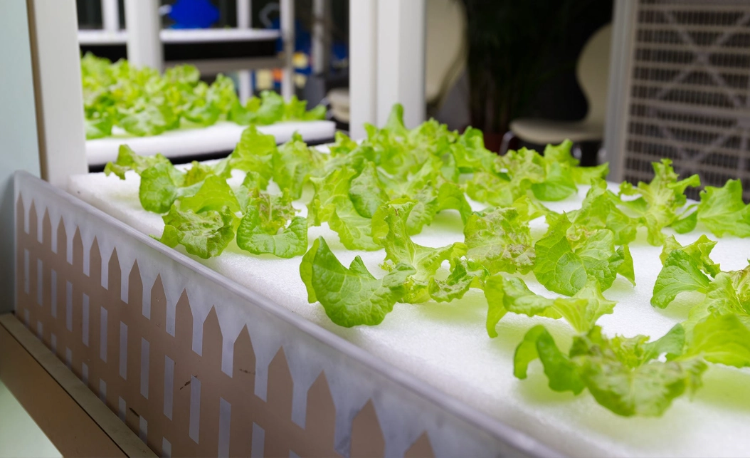 hydroponic gardening