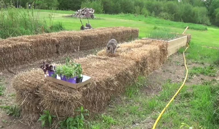 low maintenance landscaping low maintenance landscaping