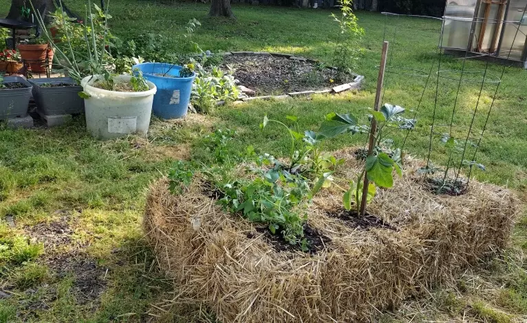 drought tolerant garden drought tolerant garden