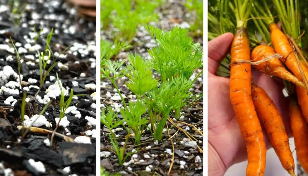 carrot growth stages carrot growth stages
