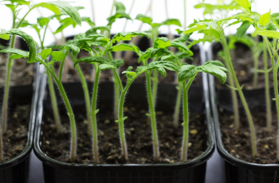 growing tomatoes from seed growing tomatoes from seed