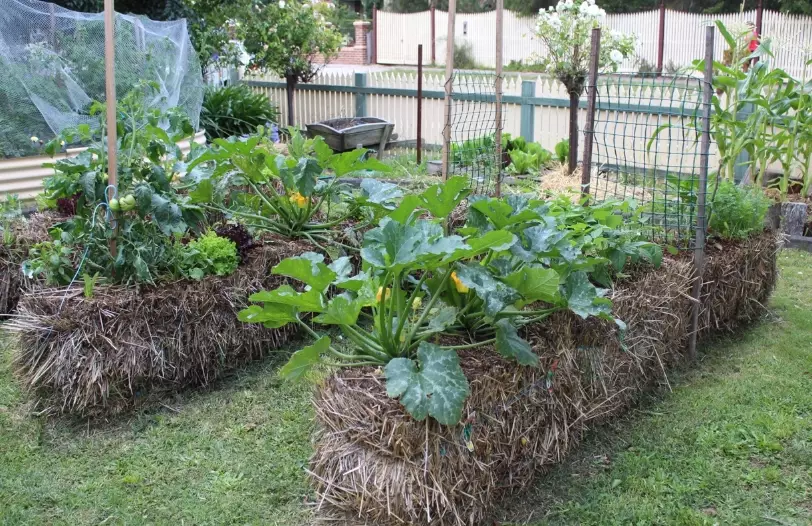 ornamental grasses ornamental grasses