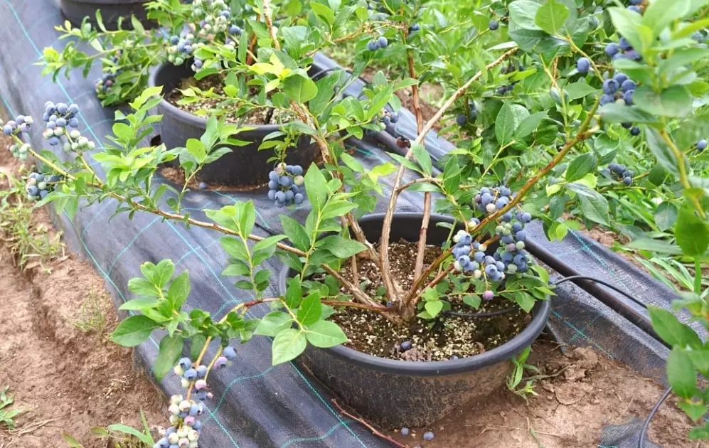 planting blueberry bushes