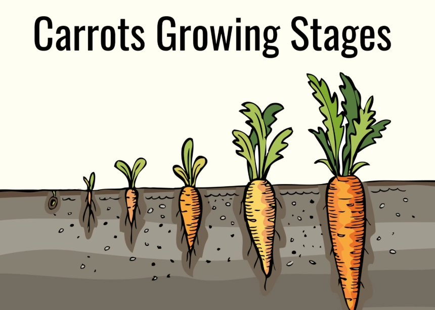 carrot growth stages carrot growth stages