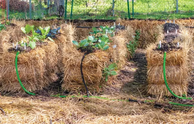 ornamental grasses ornamental grasses
