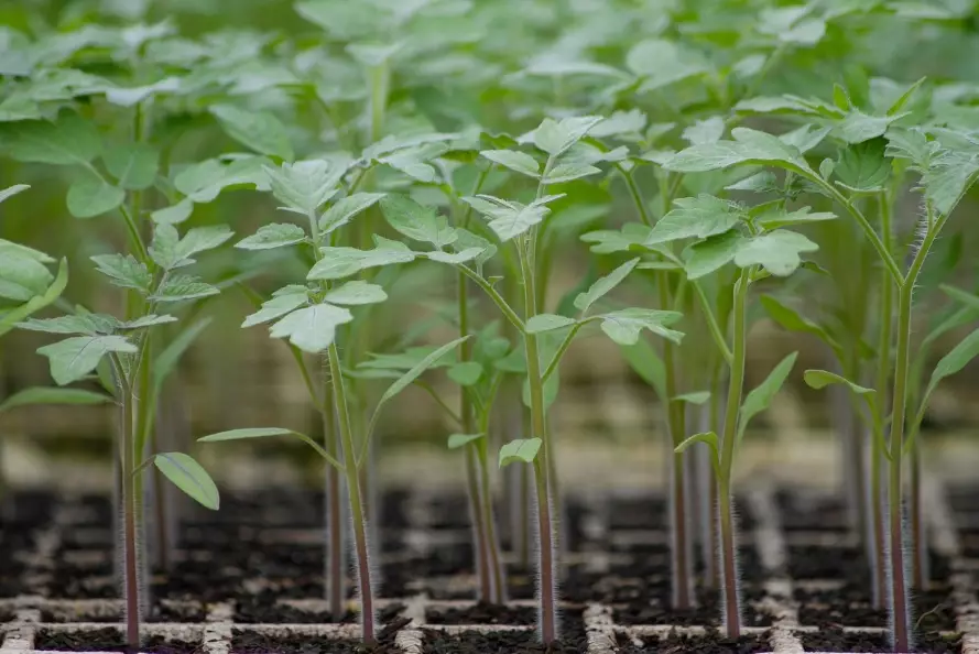 tomato seedling problems tomato seedling problems