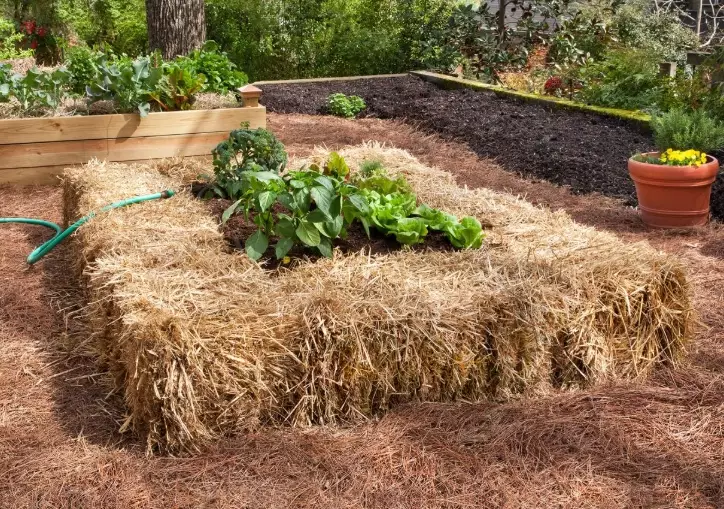 drought tolerant garden drought tolerant garden