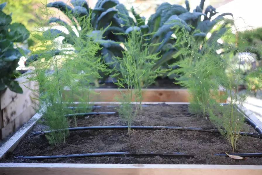 how to sow asparagus seeds