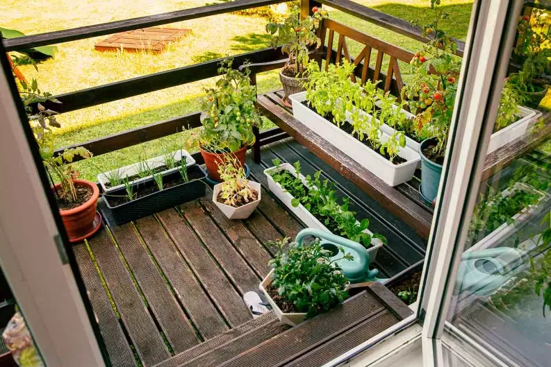 balcony gardening