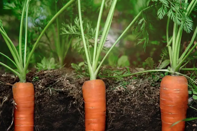 when to plant carrots