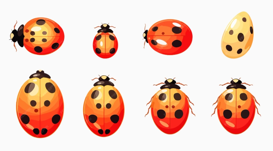 how to attract ladybugs how to attract ladybugs
