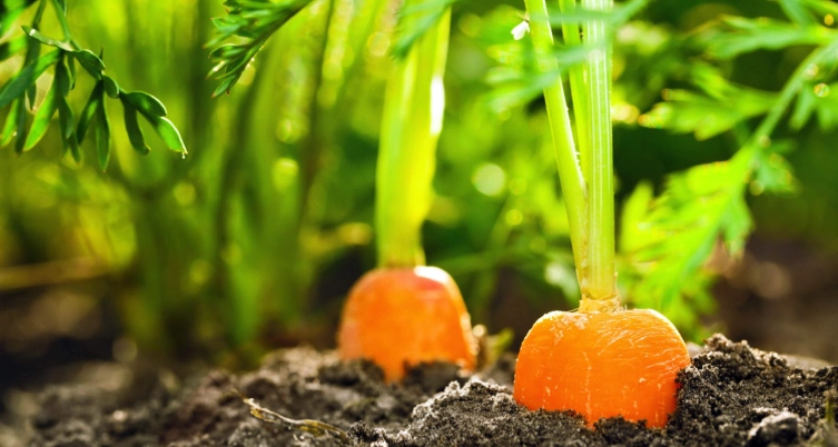 planting carrots