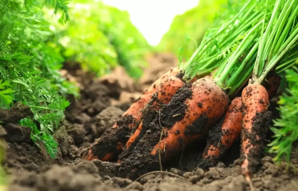 carrot growth stages carrot growth stages