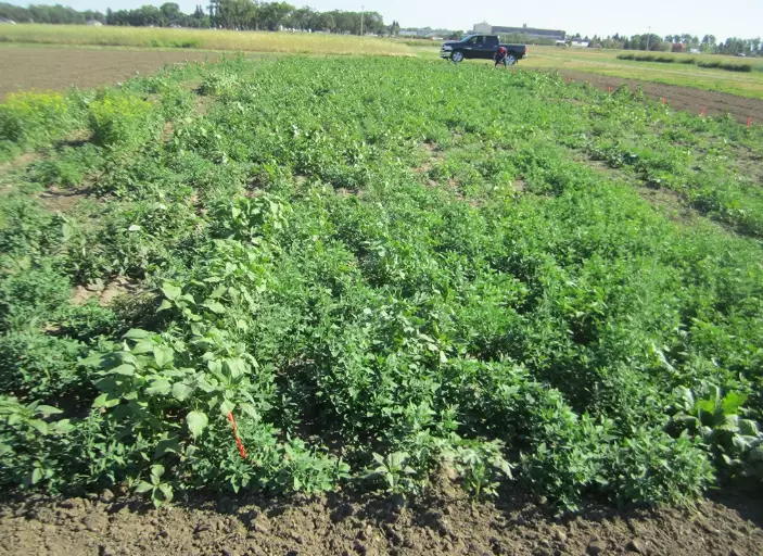 crop rotation benefits