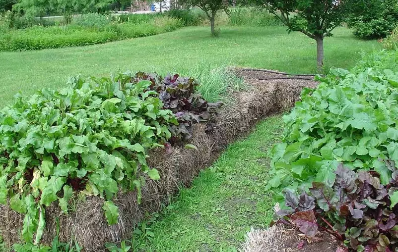 low maintenance landscaping low maintenance landscaping