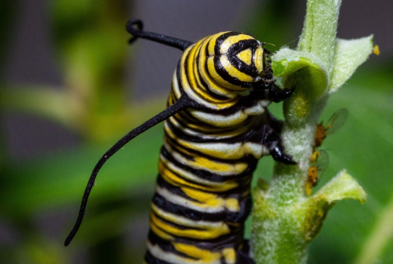 monarch caterpillar food