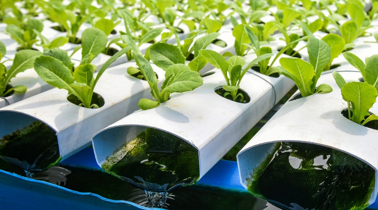 indoor hydroponic system