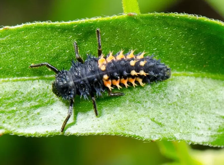 lady bug larvae identification