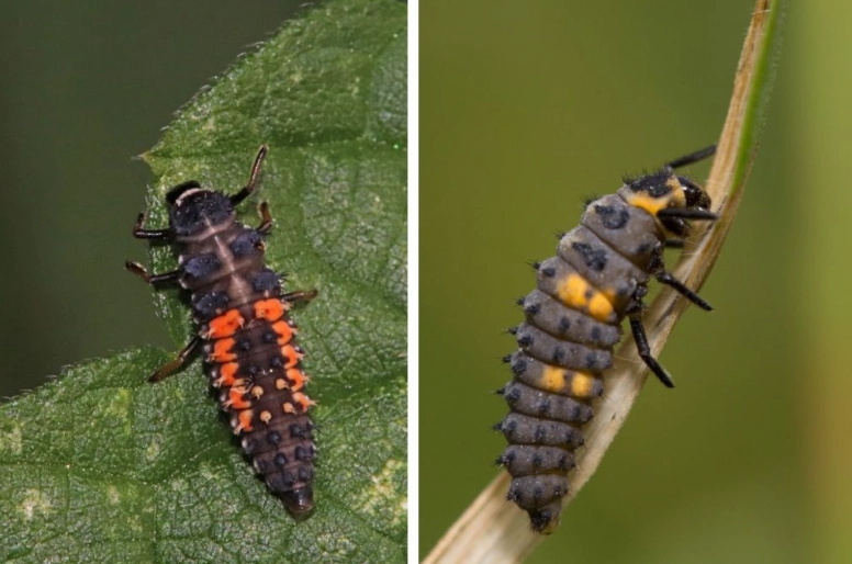 lady bug larvae identification lady bug larvae identification