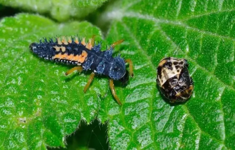 lady bug larvae identification lady bug larvae identification