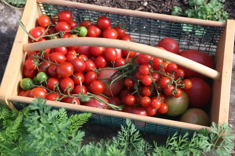 best time to pick tomatoes