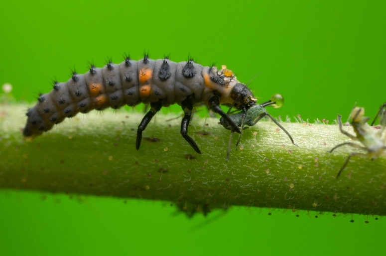 beneficial insects for garden beneficial insects for garden