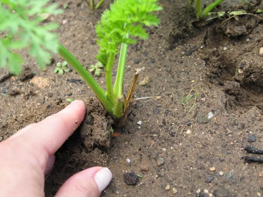 carrot varieties carrot varieties