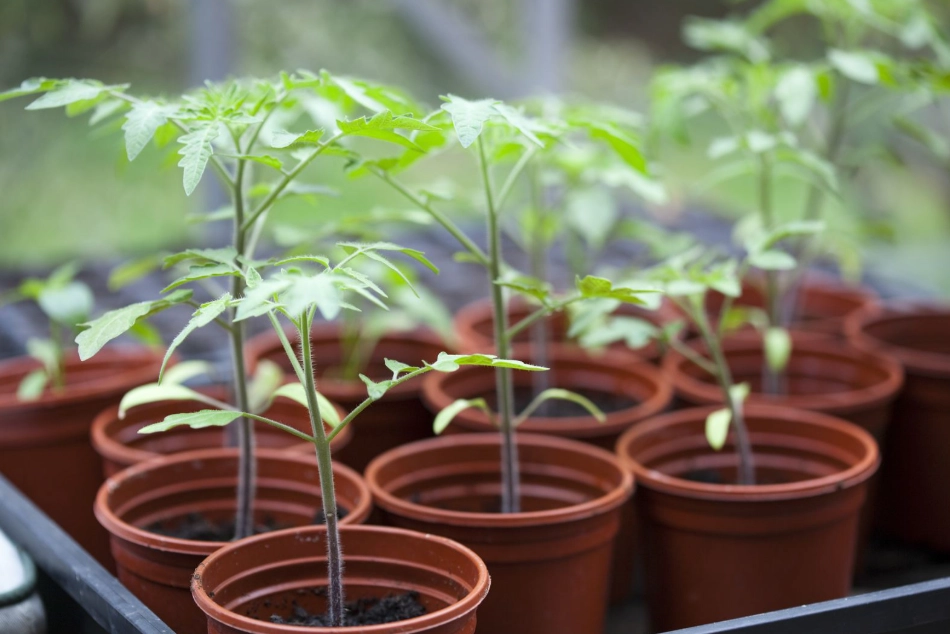 tomato seedlings care tomato seedlings care