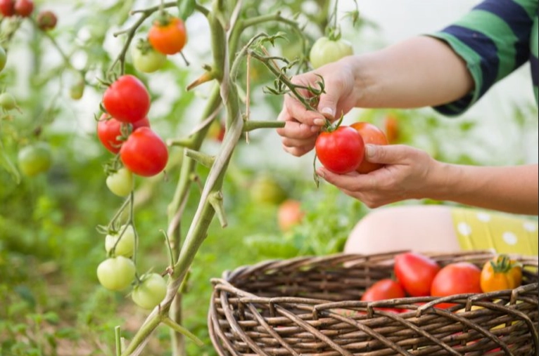 tomato harvest time