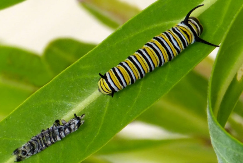 raising monarch caterpillars