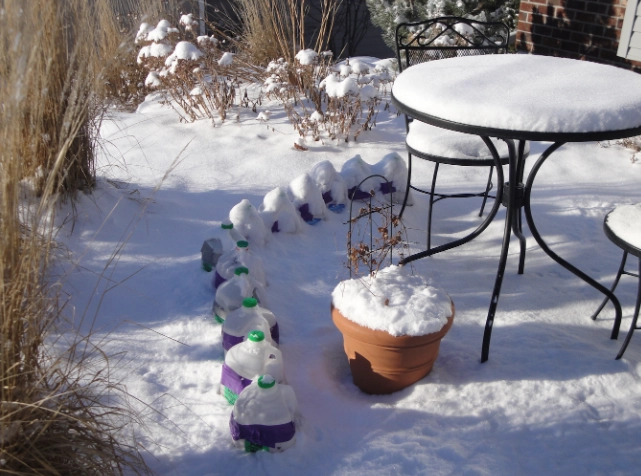 how to winter sow seeds how to winter sow seeds