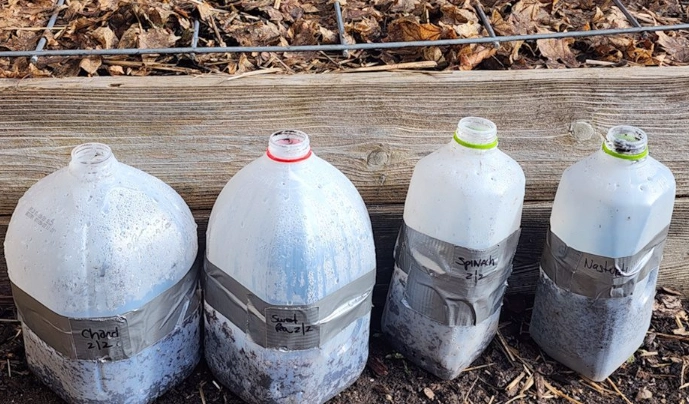 best seeds for winter sowing best seeds for winter sowing