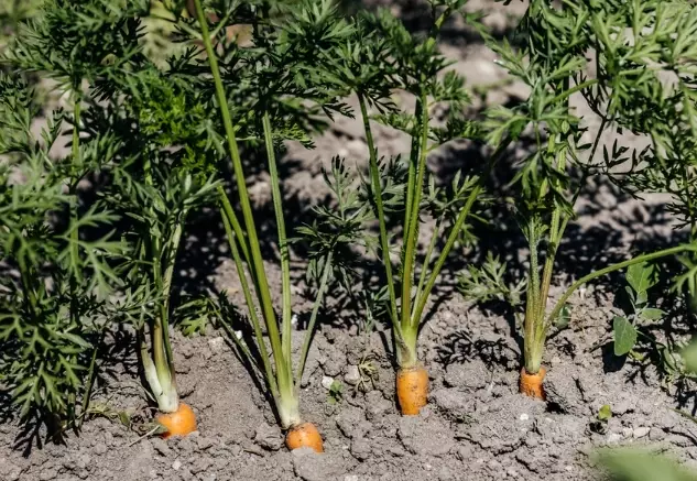 best time to plant carrots