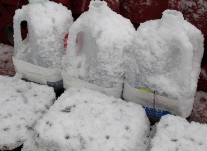 best seeds for winter sowing best seeds for winter sowing