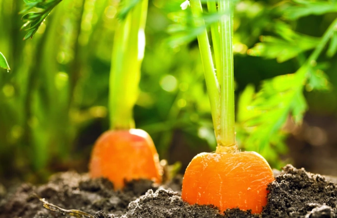 best time to plant carrots